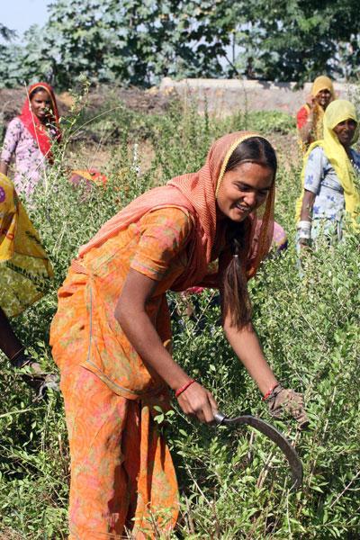 インド・ラジャスタンの畑でヘナを収穫する人々